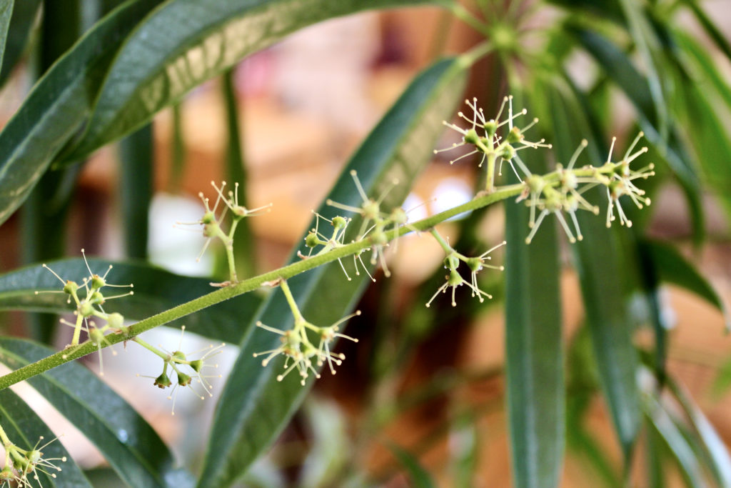 シェフレラ アンガスティフォリア に花が咲きました Natural Kitchen Sal サール 福井県福井市