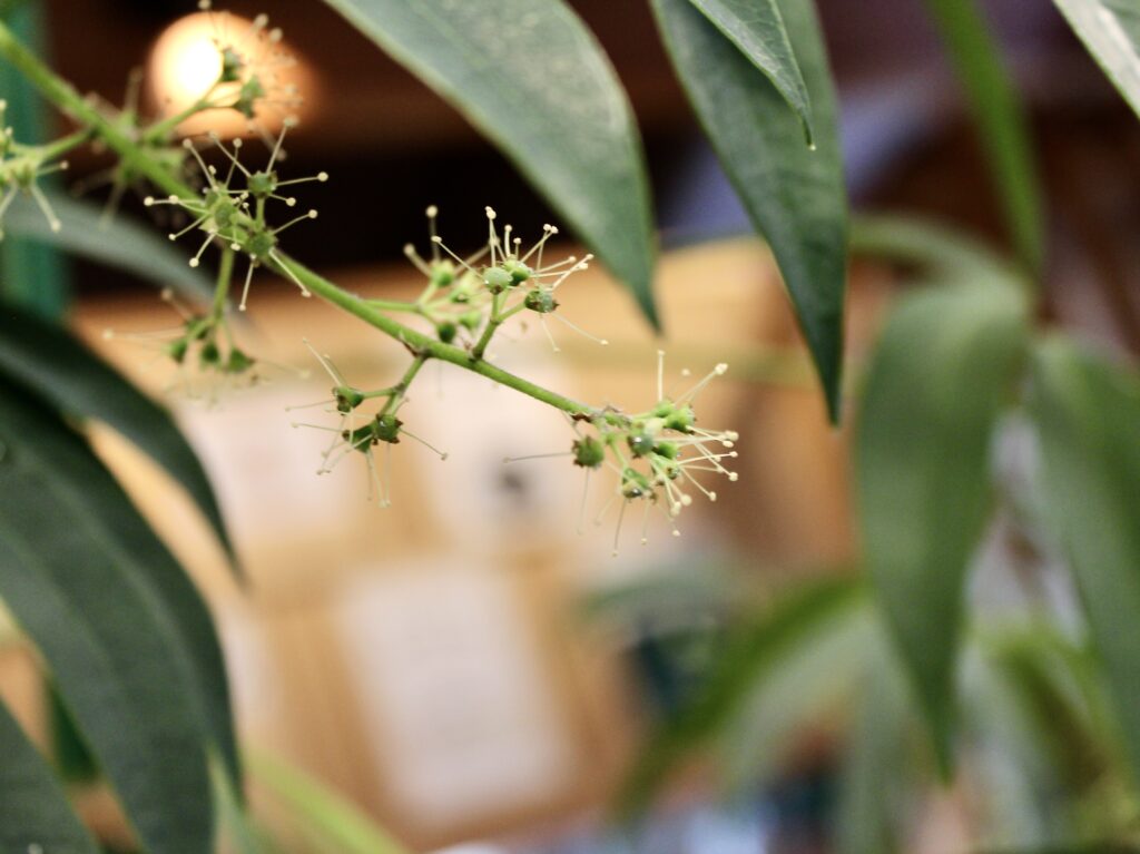 2年連続 シェフレラ アンガスティフォリア に花が咲きました Natural Kitchen Sal サール 福井県福井市